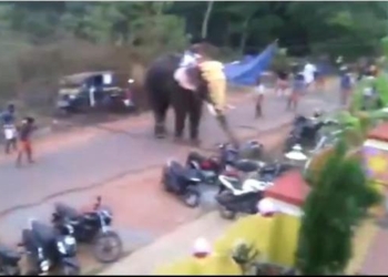 В Индии взбунтовавшийся слон растоптал мотоциклы, велосипеды и машины
