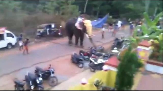 В Индии взбунтовавшийся слон растоптал мотоциклы, велосипеды и машины