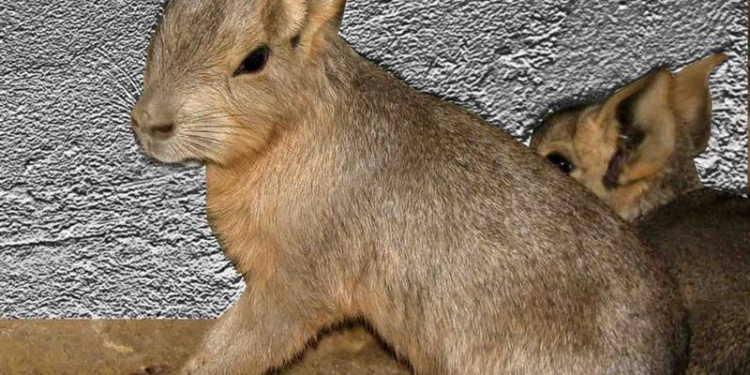 Весна начинается с бэби-бума: в Никоалевском зоопарке на свет появились первые в этом году малыши