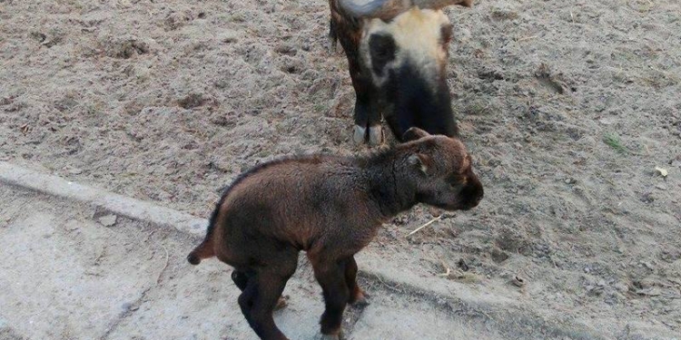 Бэби-бум в Николаевском зоопарке продолжается: здесь теперь знают, какими бывают такинята