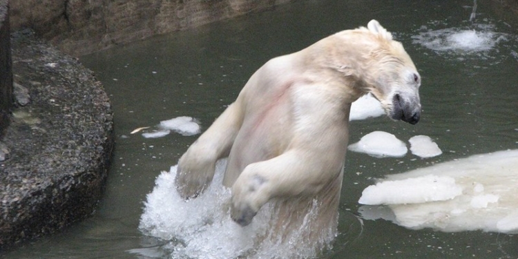 В Международный день белого медведя Зефирка и Нанук в Николаевском зоопарке получили вкусные подарки