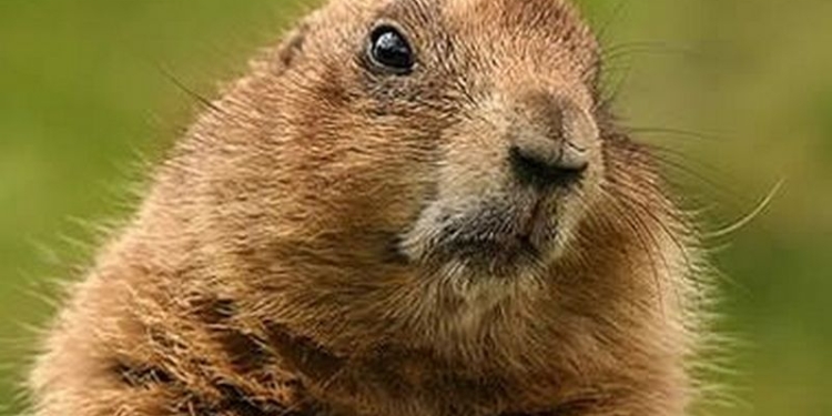 День сурка отменяется: в Канаде внезапно умер предсказатель погоды