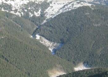 В сети показали масштабы уничтожения лесов в Закарпатье