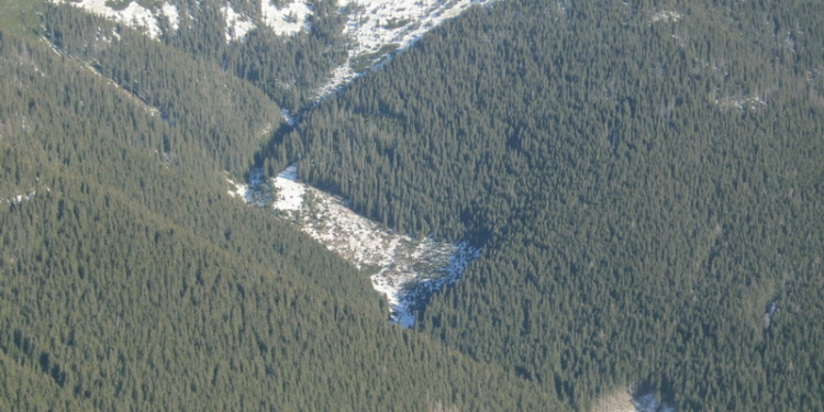 В сети показали масштабы уничтожения лесов в Закарпатье