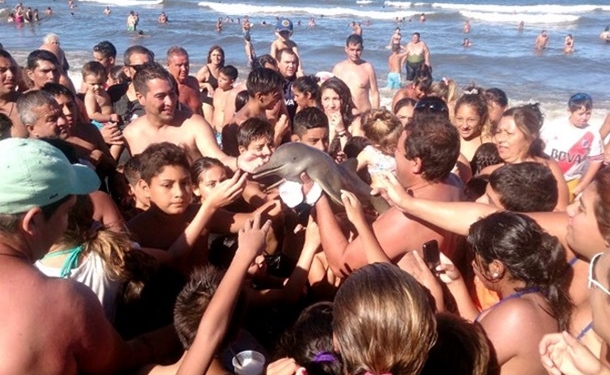 В Аргентине туристы “заселфили” дельфиненка досмерти