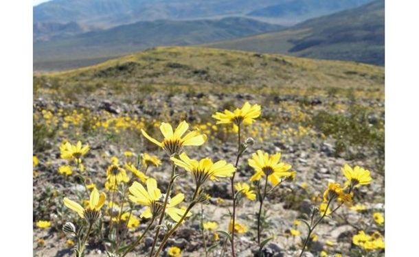 Долина Смерти зацвела впервые за 10 лет