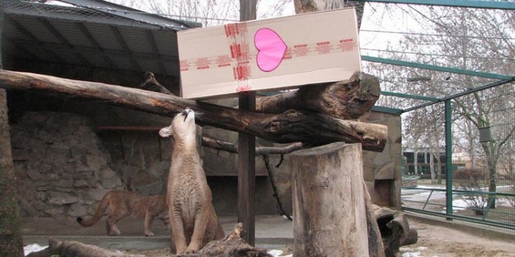 «Золотой ключик, или Любові у кожну хату»: питомцы Николаевского зоопарка получили свои подарки накануне праздника