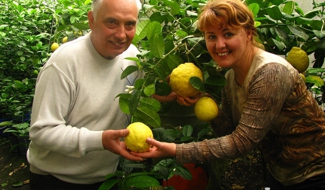Экзотические фрукты из своего сада. И папайю можно вырастить в Украине
