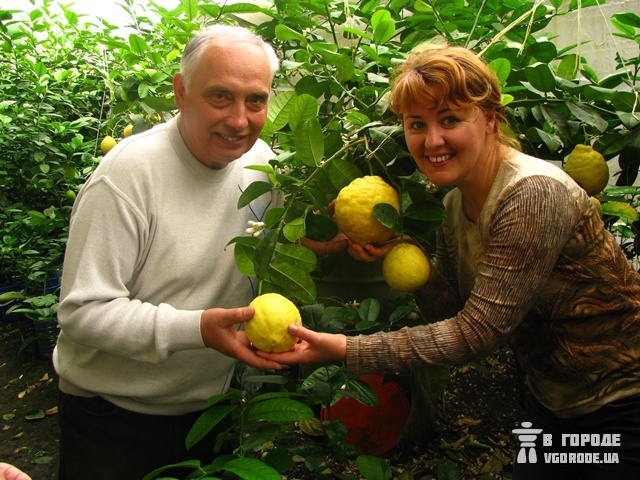 Экзотические фрукты из своего сада. И папайю можно вырастить в Украине 1