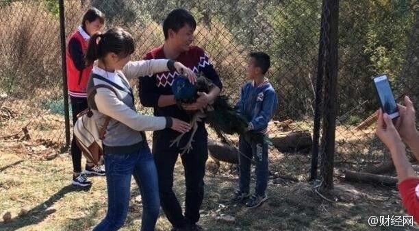 В китайском зоопарке любители животных замучили павлинов