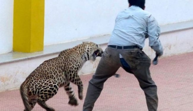 В Индии леопард проник на территорию школы и напал на людей
