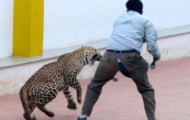 В Индии леопард проник на территорию школы и напал на людей 1