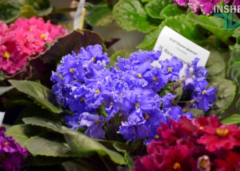 В Николаеве открылась ежегодная выставка коллекционных фиалок от клуба «Южная фиалка»