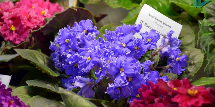 В Николаеве открылась ежегодная выставка коллекционных фиалок от клуба «Южная фиалка»