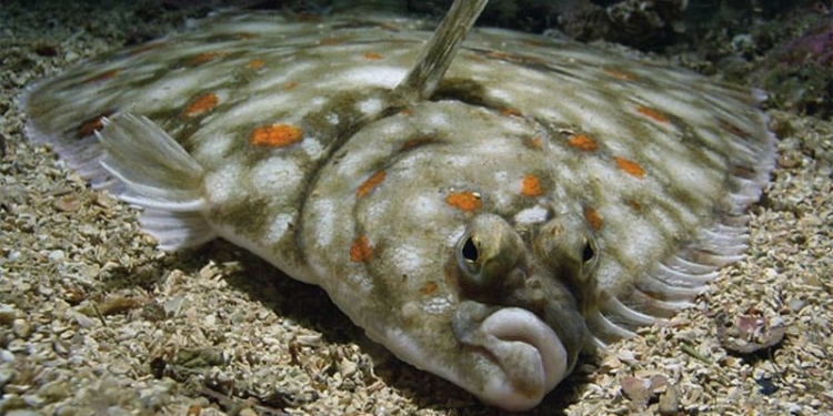 В Николаевской области с понедельника – запрет на вылов глосика