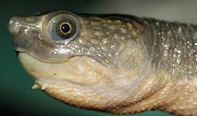 В Папуа – Новой Гвинее обнаружили новый вид “очень хорошеньких” черепах