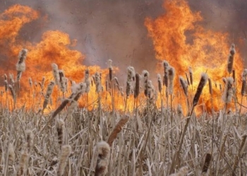 В Николаеве начали жечь камыши