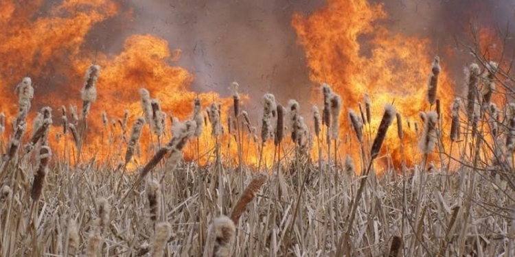 В Николаеве начали жечь камыши