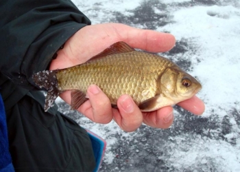 У Аджигола четверо граждан выловили сетями 1661 серебристого карася