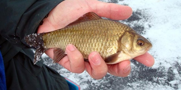 У Аджигола четверо граждан выловили сетями 1661 серебристого карася