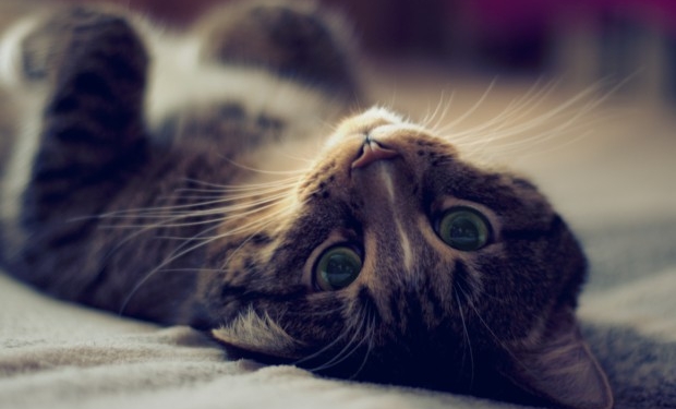 В Николаеве отец решил подарить дочери, живущей в Норвегии, кошку. Заплатил на границе 5 тыс. евро и вернулся обратно