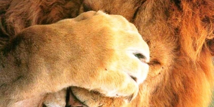 В Кении львы сбежали из Национального парка и пришли в город