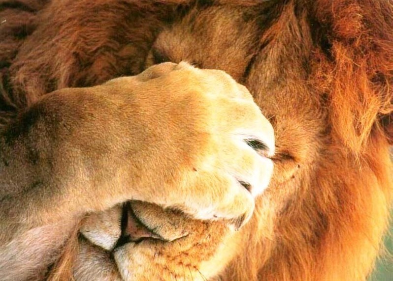 Сотрудники чилийского зоопарка убили двух львов для спасения самоубийцы 1