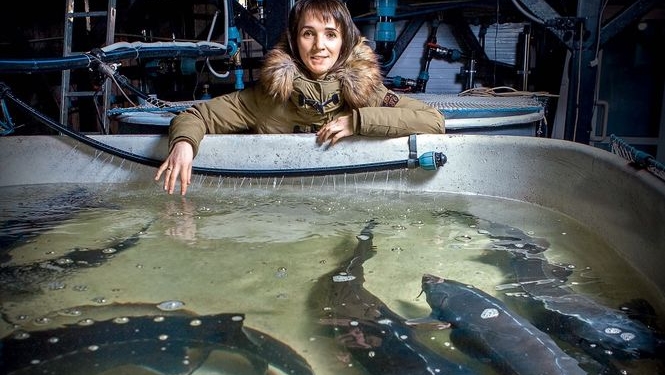 Икра стоит свеч: история крупнейшей в стране аквафермы, где производят черную икру