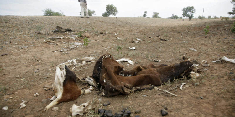 В Зимбабве из-за аномальной засухи ввели чрезвычайное положение
