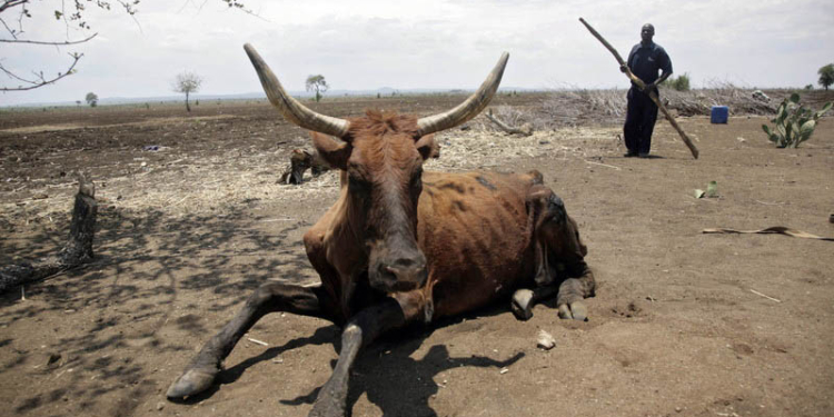 В Зимбабве из-за аномальной засухи ввели чрезвычайное положение