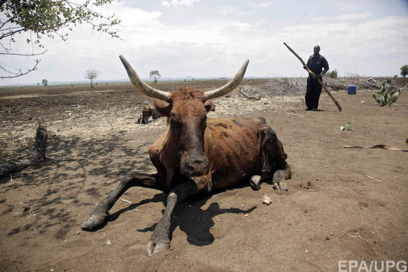 К 2100 году в Африке вымрет половина видов животных - ООН 1