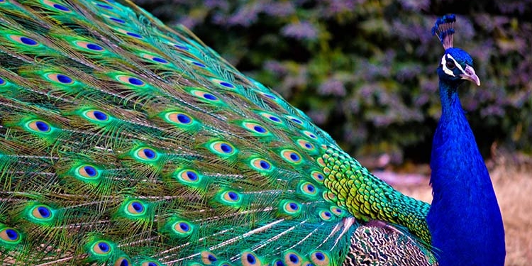 “Павлины, говоришь”. В Гоа их считают вредными животными и хотят начать отстрел