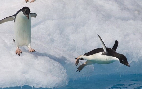 В Антарктиде из-за айсберга погибли десятки тысяч пингвинов
