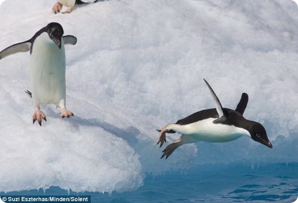 Вторая по величине колония императорских пингвинов в мире исчезла 1