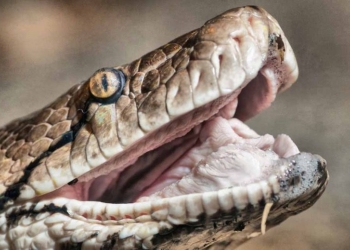 В Австралии двухметровый питон напал на спящего ребенка. Мальчик в больнице