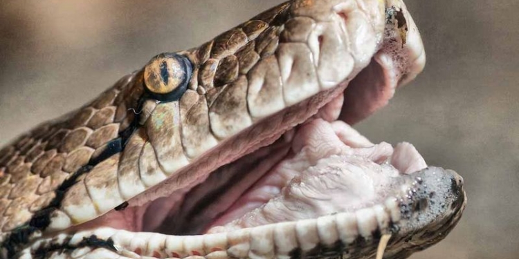 В Австралии двухметровый питон напал на спящего ребенка. Мальчик в больнице