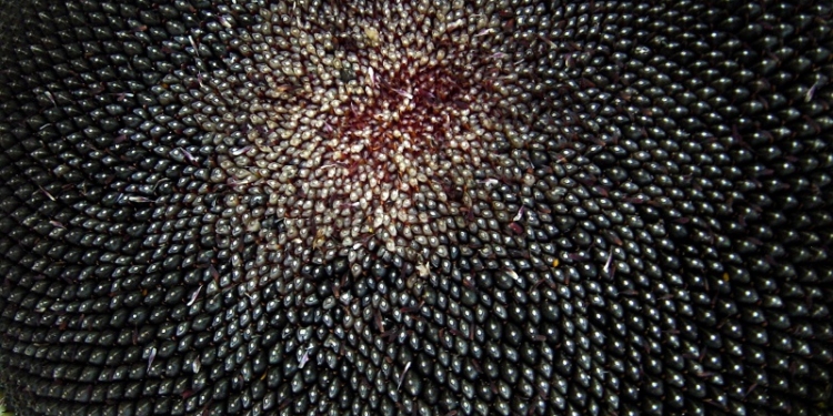 Еще один фермерский склад обчистили в Николаевской области, вывезли 15 тонн подсолгнчника