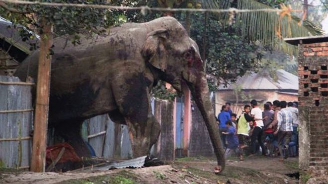 Дикий слон устроил панику в индийском городе