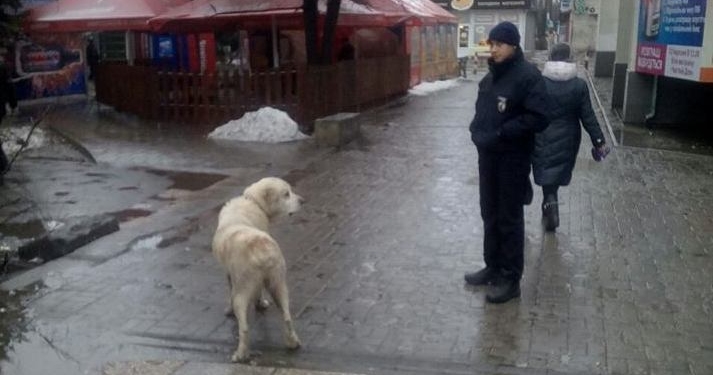 По наводке. В Николаеве патрульные “арестовали” собаку, регулярно таскающую мясо у торговки