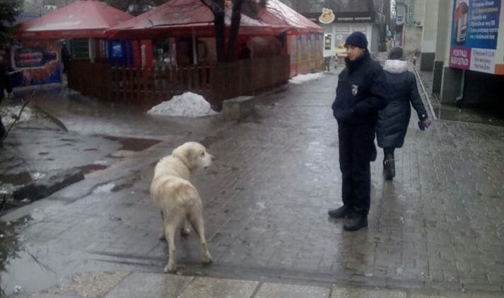 По наводке. В Николаеве патрульные "арестовали" собаку, регулярно таскающую мясо у торговки 2