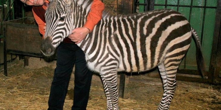 В Николаевском зоопарке – новая постоялица: из немецкого сафари-парка приехала 8-месячная зебра