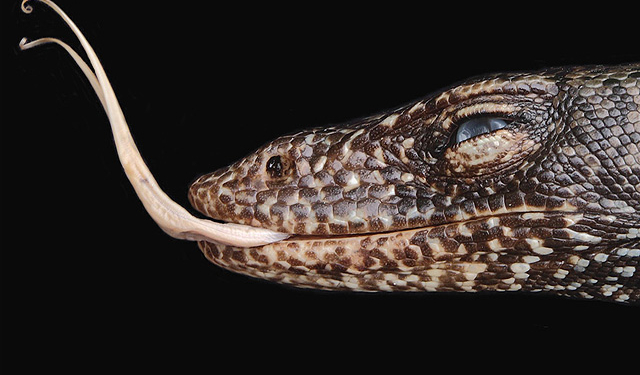 В удаленной части Тихого океана нашли “причуду биологии” – ящериц, которым более миллиона лет