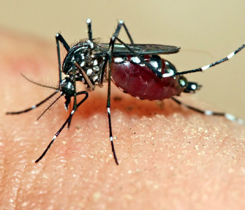 На Каймановых островах выпустили первую партию ГМО-комаров для борьбы с вирусом Зика 1