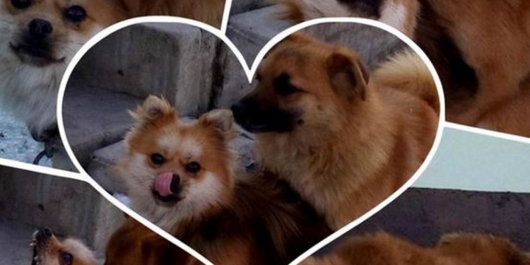 В Индии протесты против Дня святого Валентина: заставили целоваться собак