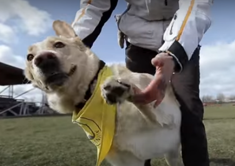 «Друг героя» – канадские кинологи готовят специально обученных собак для ветеранов АТО 1