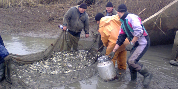 В Первомайске зарыбляли Южный Буг и Синюху: постарались и власти, и общественники