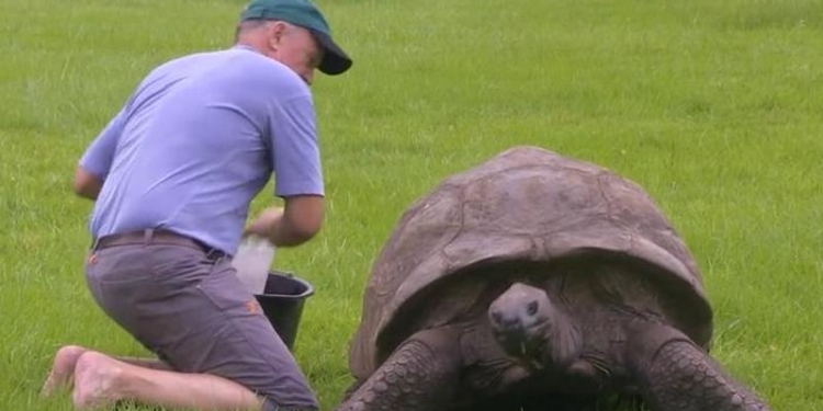 «О, тепленькая пошла»: самую старую наземную черепаху впервые помыли
