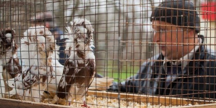 В Николаеве состоялась всеукраинская выставка голубей