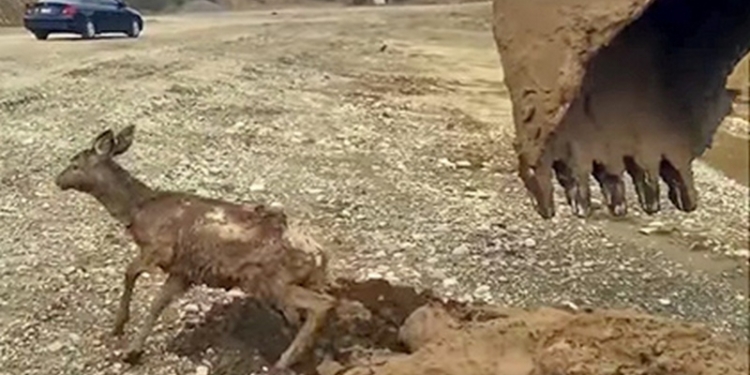 Доброта и мастерство: экскаваторщик вытащил увязнувшего в грязи олененка ковшом