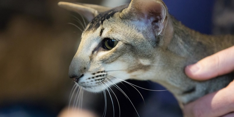 “Мисс Мяу 2016”. В Киеве выбрали самую красивую кошку